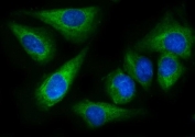 Immunofluorescent staining of FFPE human U-2 OS cells with EPRS1 antibody (green) and DAPI nuclear stain (blue). HIER: steam section in pH6 citrate buffer for 20 min.