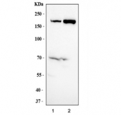 Western blot testing of human 1) 293T and 2) K562 cell lysate with EPRS1 antibody. Predicted molecular weight ~171 kDa.