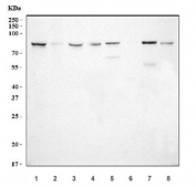 Western blot testing of 1) human HeLa, 2) human Caco-2, 3) human U-87 MG, 4) human K562, 5) rat kidney, 6) rat NRK, 7) mouse kidney and 8) mouse ANA-1 cell lysate with SEMA3B antibody. Predicted molecular weight ~83 kDa.
