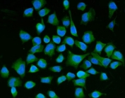 Immunofluorescent staining of FFPE human HeLa cells with SEMA3B antibody (green) and DAPI nuclear stain (blue). HIER: steam section in pH6 citrate buffer for 20 min.