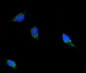 Immunofluorescent staining of FFPE human HeLa cells with Filamin B antibody (green) and DAPI nuclear stain (blue). HIER: steam section in pH6 citrate buffer for 20 min.