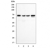 Western blot testing of human 1) HeLa, 2) MCF7, 3) HepG2 and 4) 293T cell lysate with Nuclear factor 1 B-type antibody. Predicted molecular weight ~47 kDa.