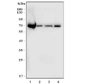 Western blot testing of human 1) HepG2, 2) PC-3, 3) HeLa and 4) Caco-2 cell lysate with ACSL4 antibody. Predicted molecular weight: ~80 kDa (long form), ~74 kDa (short form).