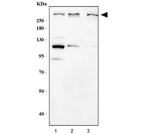 Western blot testing of 1) human HeLa, 2) rat brain and 3) mouse brain tissue lysate with NF1 antibody. Predicted molecular weight ~319 kDa.