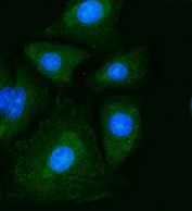 Immunofluorescent staining of FFPE human A549 cells with Pyruvate Kinase antibody (green) and DAPI nuclear stain (blue). HIER: steam section in pH6 citrate buffer for 20 min.