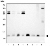 Western blot testing of 1) human HepG2, 2) human PC-3, 3) human U-87 MG, 4) human MCF7, 5) rat testis, 6) rat brain, 7) mouse testis and 8) mouse brain tissue lysate with DYNLL1 antibody. Predicted molecular weight ~12 kDa.