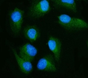 Immunofluorescent staining of FFPE human U-2 OS cells with RLIP1 antibody (green) and DAPI nuclear stain (blue). HIER: steam section in pH6 citrate buffer for 20 min.
