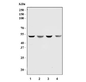 Western blot testing of human 1) HeLa, 2) Caco-2, 3) HepG2 and 4) SiHa cell lysate with Aurora A antibody. Predicted molecular weight ~45 kDa.