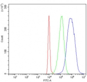 Flow cytometry testing of human HL60 cells with Aurora A antibody at 1ug/million cells (blocked with goat sera); Red=cells alone, Green=isotype control, Blue= Aurora A antibody.