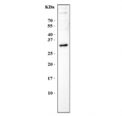 Western blot testing of mouse NIH 3T3 cell lysate with BPIFA1 antibody. Predicted molecular weight: 25-27 kDa.