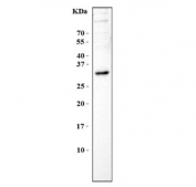 Western blot testing of mouse NIH 3T3 cell lysate with BPIFA1 antibody. Predicted molecular weight: 25-27 kDa.