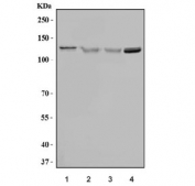 Western blot testing of 1) human HeLa, 2) human 293T, 3) human K562 and 4) mouse testis tissue lysate with BUB1 antibody. Predicted molecular weight ~122 kDa.