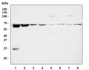 Western blot testing of 1) human Jurkat, 2) human HepG2, 3) human Raji, 4) human K562, 5) rat brain, 6) rat liver, 7) mouse brain and 8) mouse liver tissue lysate with CDT1 antibody. Predicted molecular weight ~60 kDa, commonly observed at 60-70 kDa.