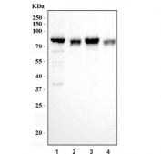 Western blot testing of human 1) PC-3, 2) Caco-2, 3) HL60 and 4) U-2 OS cell lysate with ECD antibody. Predicted molecular weight ~73 kDa.