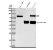 Flow cytometry testing of human HeLa cells with ECD antibody at 1ug/million cells (blocked with goat sera); Red=cells alone, Green=isotype control, Blue= ECD antibody.