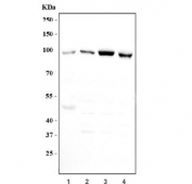 Western blot testing of human 1) A549, 2) HeLa, 3) HepG2 and 4) HEK293 cell lysate with Fibroblast Growth Factor Receptor 3 antibody. Predicted molecular weight: 87-135 kDa depending on glycosylation level.