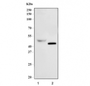 Western blot testing of 1) human K562 and 2) mouse testis tissue lysate with GATA1 antibody. Predicted molecular weight ~43 kDa.