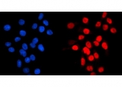 Immunofluorescent staining of FFPE human Caco-2 cells with GATA6 antibody (red) and DAPI nuclear stain (blue). HIER: steam section in pH6 citrate buffer for 20 min.