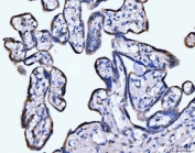 IHC staining of FFPE human placental tissue with Giantin antibody. HIER: boil tissue sections in pH8 EDTA for 20 min and allow to cool before testing.