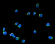 Immunofluorescent staining of FFPE human RT4 cells with Giantin antibody (green) and DAPI nuclear stain (blue). HIER: steam section in pH6 citrate buffer for 20 min.