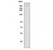 Western blot testing of human HeLa cell lysate with Giantin antibody. Predicted molecular weight ~376 kDa.