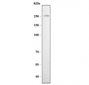 Western blot testing of human HeLa cell lysate with NCAM-L1 antibody. Expected molecular weight of glycosylated protein is 200-240 kDa.