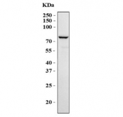 Western blot testing of human Caco-2 cell lysate with LPO antibody. Predicted molecular weight: ~80 kDa.