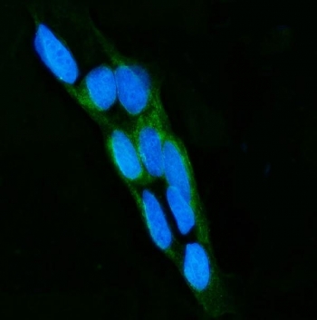 Immunofluorescent staining of FFPE human Caco-2 cells with LPO antibody (green) and DAPI nuclear stain (blue). HIER: steam section in pH6 citrate buffer for 20 min.~