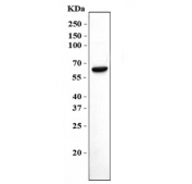 Western blot testing of human HL60 cell lysate with MSL2 antibody. Predicted molecular weight ~63 kDa.
