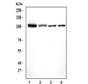 Western blot testing of 1) human HeLa, 2) human K562, 3) rat brain and 4) mouse brain tissue lysate with Monofunctional C1-tetrahydrofolate synthase antibody. Predicted molecular weight ~106 kDa.