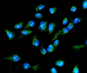 Immunofluorescent staining of FFPE human U-2 OS cells with Monofunctional C1-tetrahydrofolate synthase antibody (green) and DAPI nuclear stain (blue). HIER: steam section in pH6 citrate buffer for 20 min.