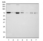 Western blot testing of 1) human HeLa, 2) human A431, 3) human HepG2, 4) rat brain, 5) rat PC-12, 6) mouse brain and 7) mouse NIH 3T3 cell lysate with MUS81 antibody. Expected molecular weight: 61-72 kDa.