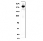 Western blot testing of mouse heart tissue with Myosin 6 antibody. Predicted molecular weight ~224 kDa, routinely observed at 200-250 kDa.