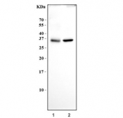 Western blot testing of human 1) U-87 MG and 2) PC-3 cell lysate with NGFB antibody. Predicted molecular weight ~27 kDa (dimer).