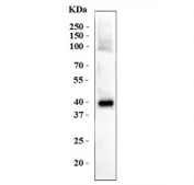 Western blot testing of human MDA-MB-453 cell lysate with Platelet-derived growth factor C antibody. Predicted molecular weight ~39 kDa.