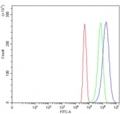 Flow cytometry testing of human U-251 cells with Platelet-derived growth factor C antibody at 1ug/million cells (blocked with goat sera); Red=cells alone, Green=isotype control, Blue= Platelet-derived growth factor C antibody.