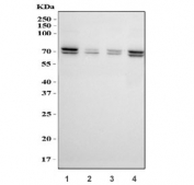 Western blot testing of human 1) HeLa, 2) HepG2, 3) COLO-320 and 4) MCF7 cell lysate with POLA2 antibody. Expected molecular weight: 66-70 kDa.