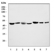 Western blot testing of 1) human HeLa, 2) human placenta, 3) rat heart, 4) rat brain, 5) mouse heart, 6) mouse brain and 7) mouse NIH 3T3 cell lysate with POU5F1 antibody. Predicted molecular weight ~38/30 kDa (isoform A/B), commonly observed at 38-45 kDa.