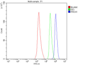 Western blot testing of 1) human HepG2, 2) human 293T, 3) human K562, 4) human PC-3, 5) rat brain and 6) mouse brain tissue lysate with Prospero homeobox protein 1 antibody. Predicted molecular weight is 83 kDa, observed at 80-110 kDa.