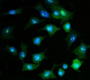 Immunofluorescent staining of FFPE human A549 cells with PSMD8 antibody (green) and DAPI nuclear stain (blue). HIER: steam section in pH6 citrate buffer for 20 min.