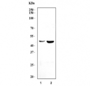 Western blot testing of human 1) MCF7 and 2) A549 cell lysate with PSMD8 antibody. Predicted molecular weight ~40 kDa.