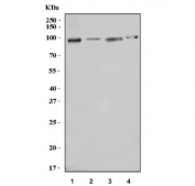 Western blot testing of 1) human Raji, 2) human HeLa, 3) human Jurkat and 4) rat PC-12 cell lysate with PTPN22 antibody. Expected molecular weight ~92 kDa, but can be observed at up to ~105 kDa.