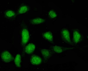 Immunofluorescent staining of FFPE human U-2 OS cells with PTPN22 antibody.~