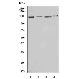 Western blot testing of 1) human Raji, 2) human HeLa, 3) human Jurkat and 4) rat PC-12 cell lysate with PTPN22 antibody. Expected molecular weight ~92 kDa, but can be obs