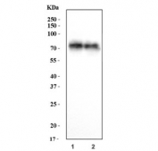Western blot testing of human 1) A549 and 2) HT1080 cell lysate with CD155 antibody. Predicted molecular weight: 40-45 kDa (multiple isoforms), but may be observed at higher molecular weights due to glycosylation.