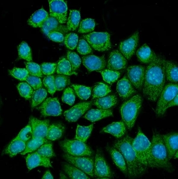 Immunofluorescent staining of FFPE human MCF7 cells with RCC2 antibody (green) and DAPI nuclear stain (blue). HIER: steam section in pH6 citrate buffer for 20 min.~