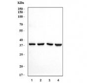 Western blot testing of human 1) 293T, 2) HeLa, 3) Jurkat and 4) A375 cell lysate with RPLP0 antibody. Predicted molecular weight ~34 kDa.