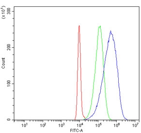 Flow cytometry testing of human HL60 cells with RPLP0 antibody at 1ug/million cells (blocked with goat sera); Red=cells alone, Green=isotype control, Blue= RPLP0 antibody.