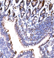 IHC staining of FFPE rat colon tissue with RPS6KA4 antibody. HIER: boil tissue sections in pH8 EDTA for 20 min and allow to cool before testing.