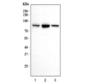 Western blot testing of human 1) HeLa, 2) 293T and 3) PC-3 cell lysate with RPS6KA4 antibody. Predicted molecular weight ~86 kDa.